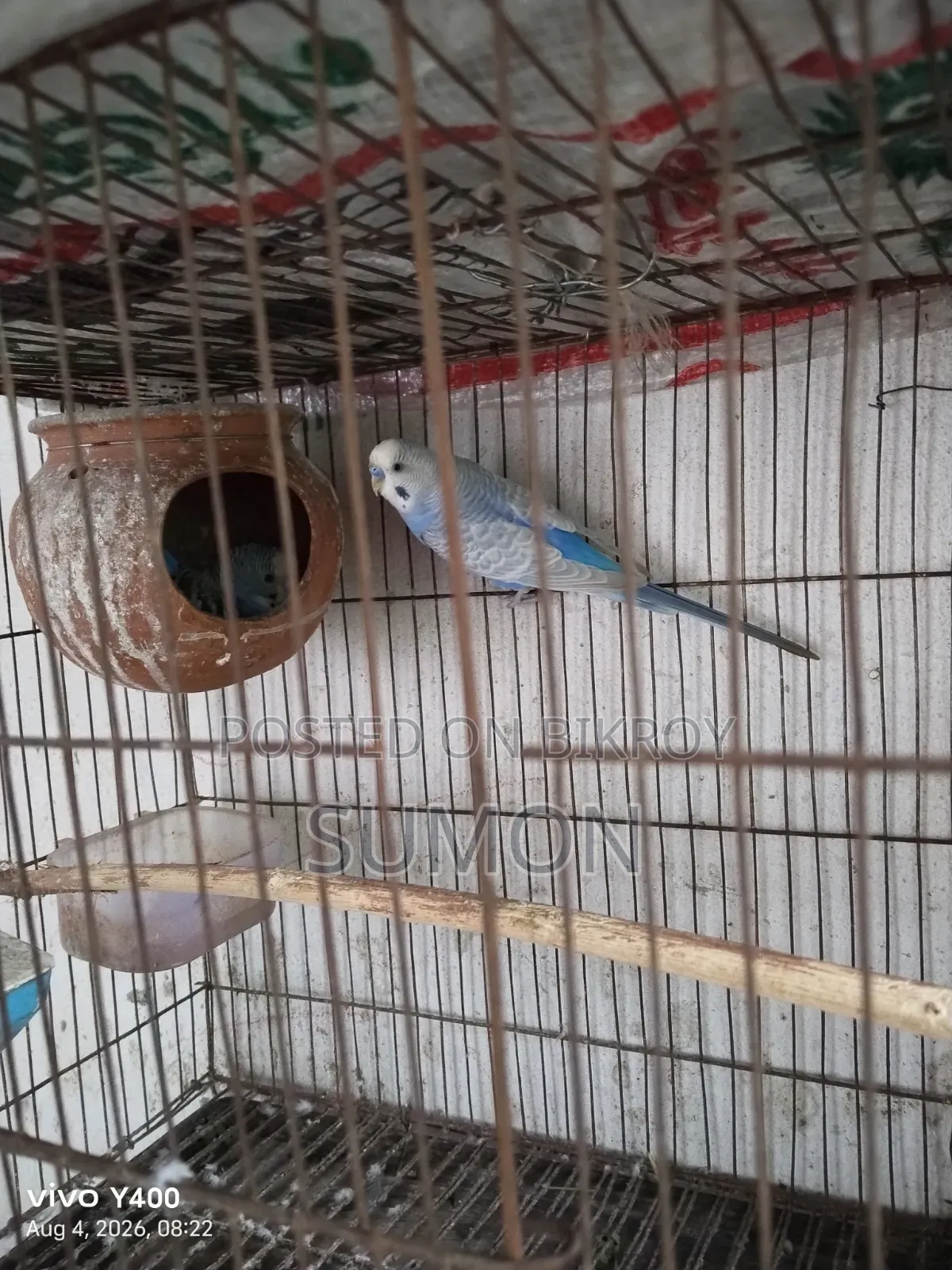 বাজারিকা পাখি
