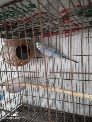 বাজারিকা পাখি