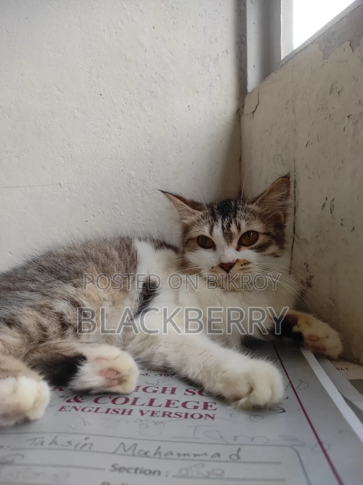 6-12 Months Female Mixed Breed Tabby