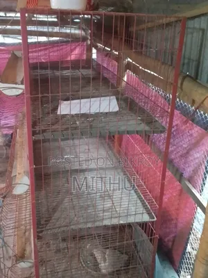 Cage for Farm Chicken