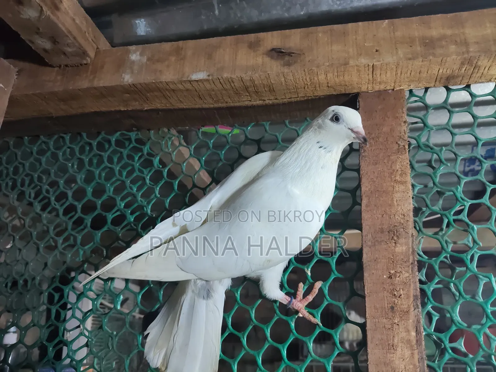 Galalal + Naktana female pigeon