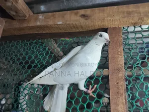 Galalal + Naktana female pigeon