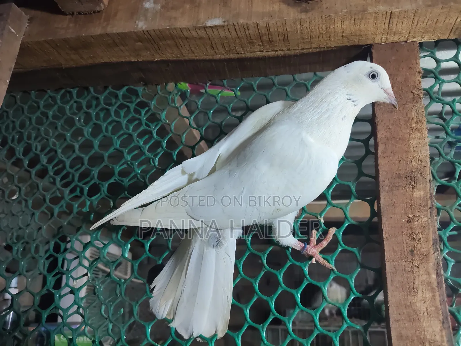 Galalal + Naktana female pigeon