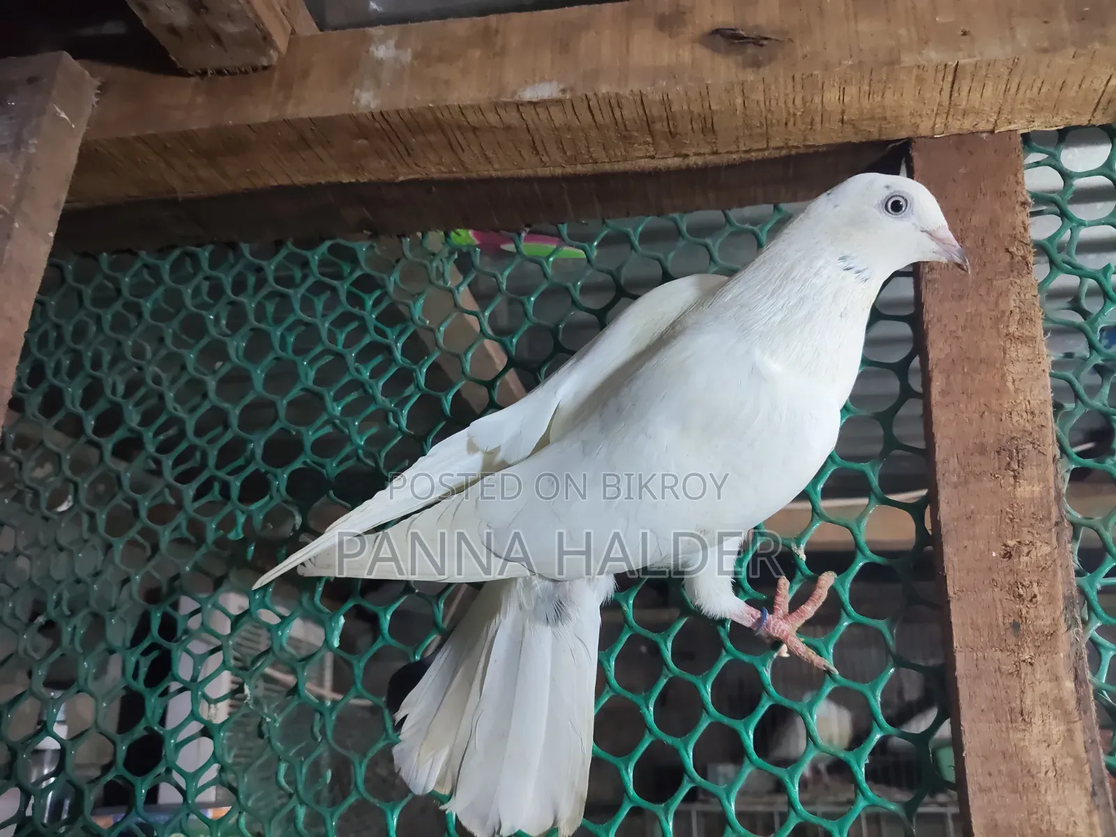 Galalal + Naktana female pigeon