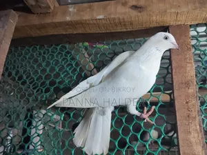Galalal + Naktana female pigeon