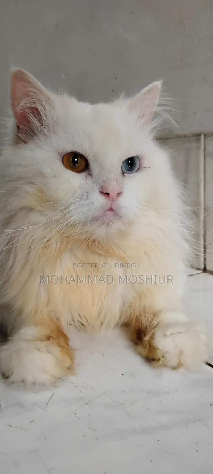 6-12 months Male Purebred Persian