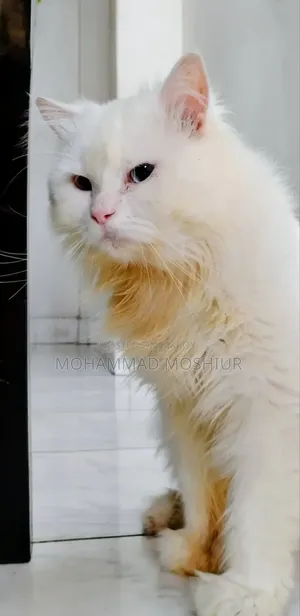 6-12 months Male Purebred Persian