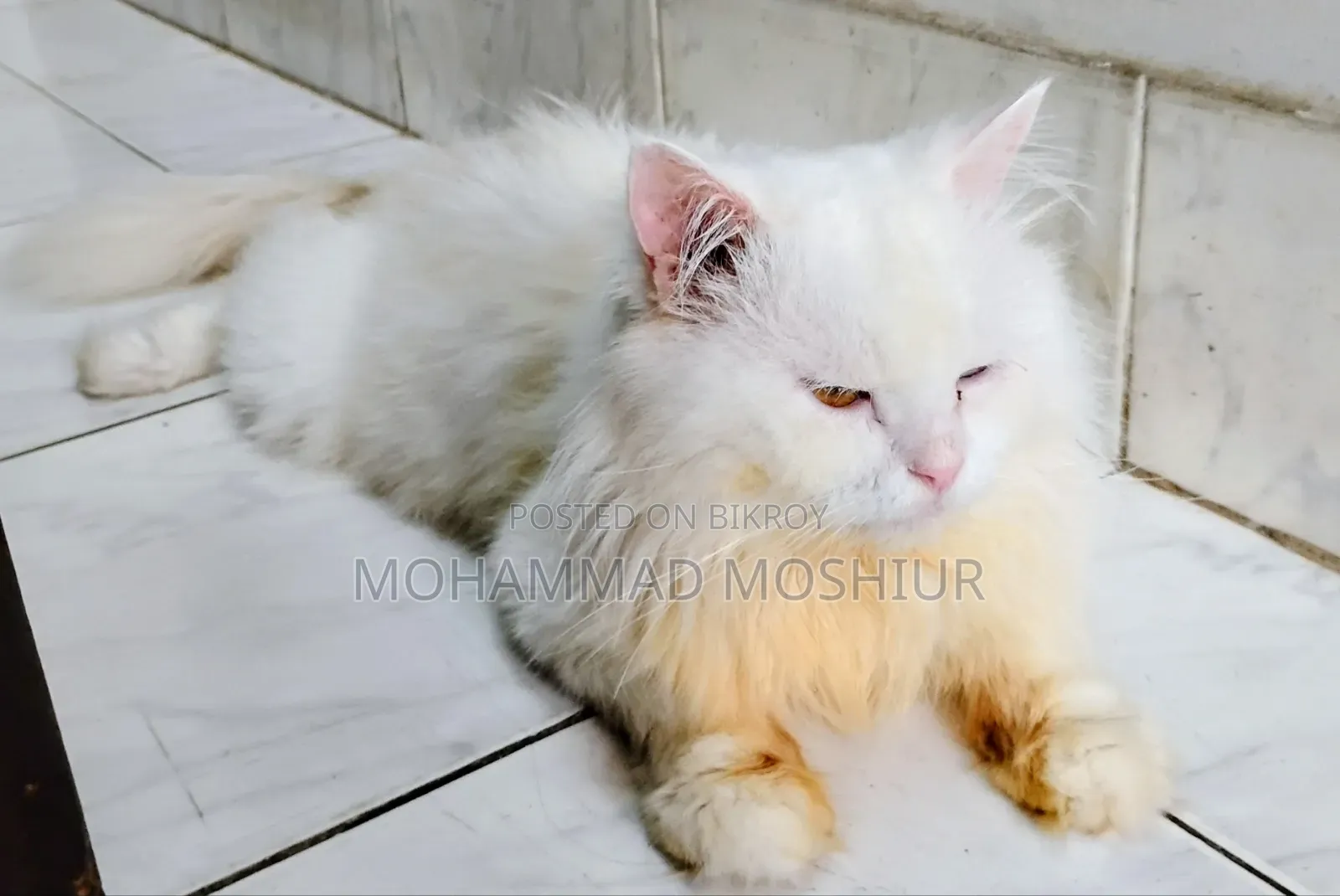 6-12 months Male Purebred Persian