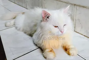 6-12 months Male Purebred Persian