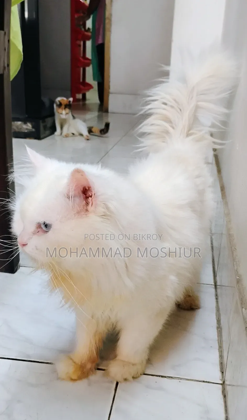 6-12 months Male Purebred Persian