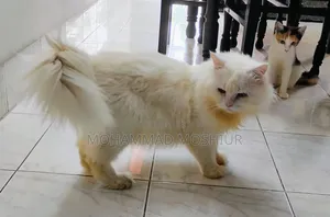 6-12 months Male Purebred Persian