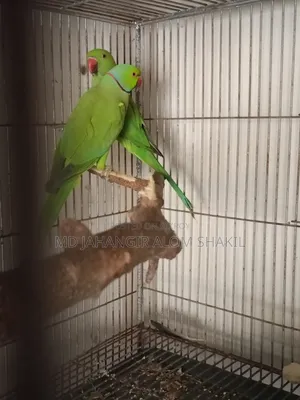 এক জোড়া রানিং টিয়া পাখি বিক্রি হবে