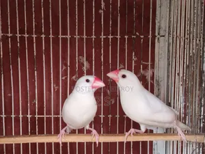 সাদা জাভা পাখি
