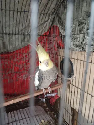 Cockatiel Bird