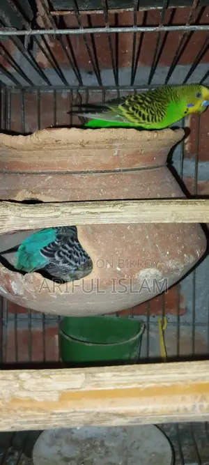 বাজুরিকা পাখি