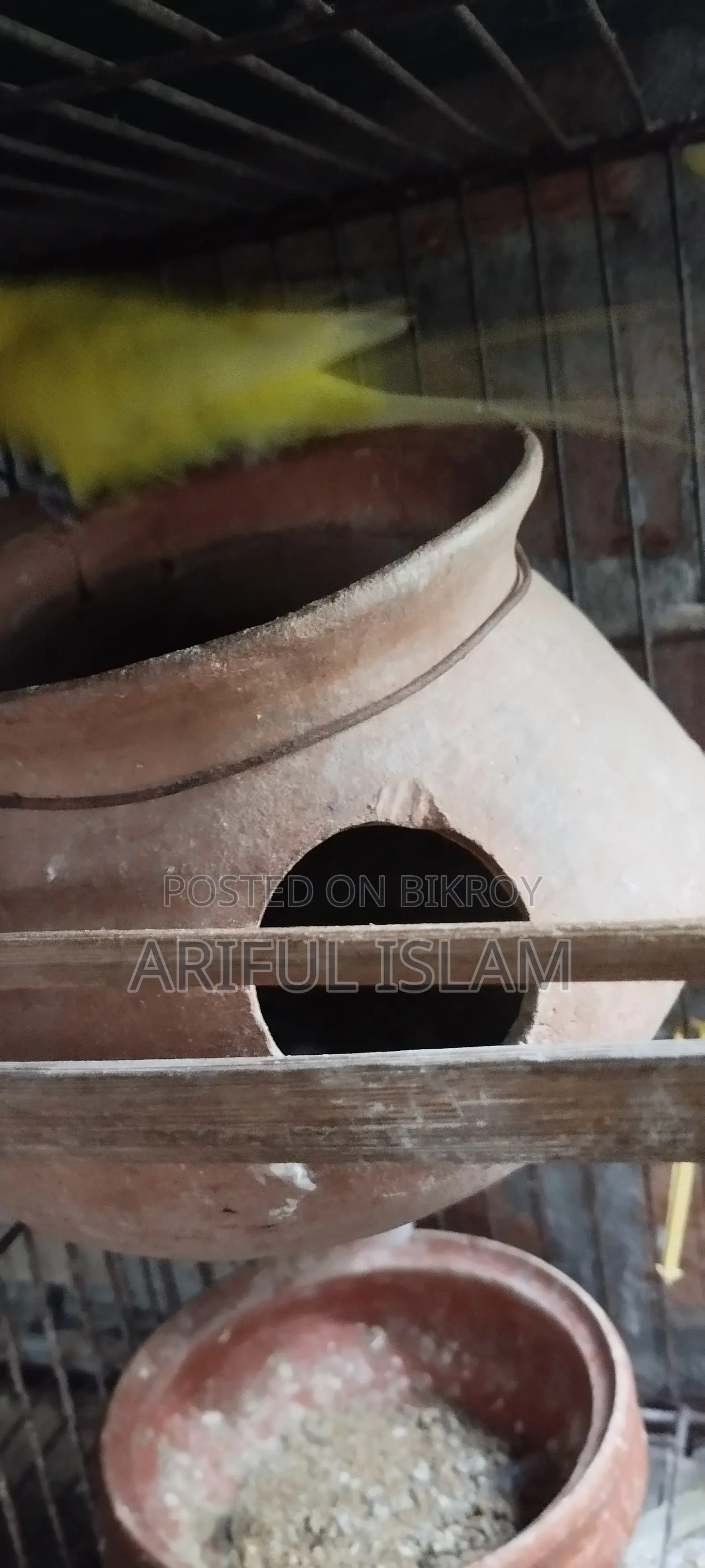 বাজুরিকা পাখি
