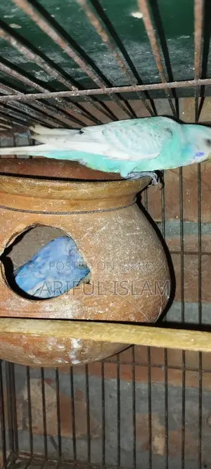 বাজুরিকা পাখি