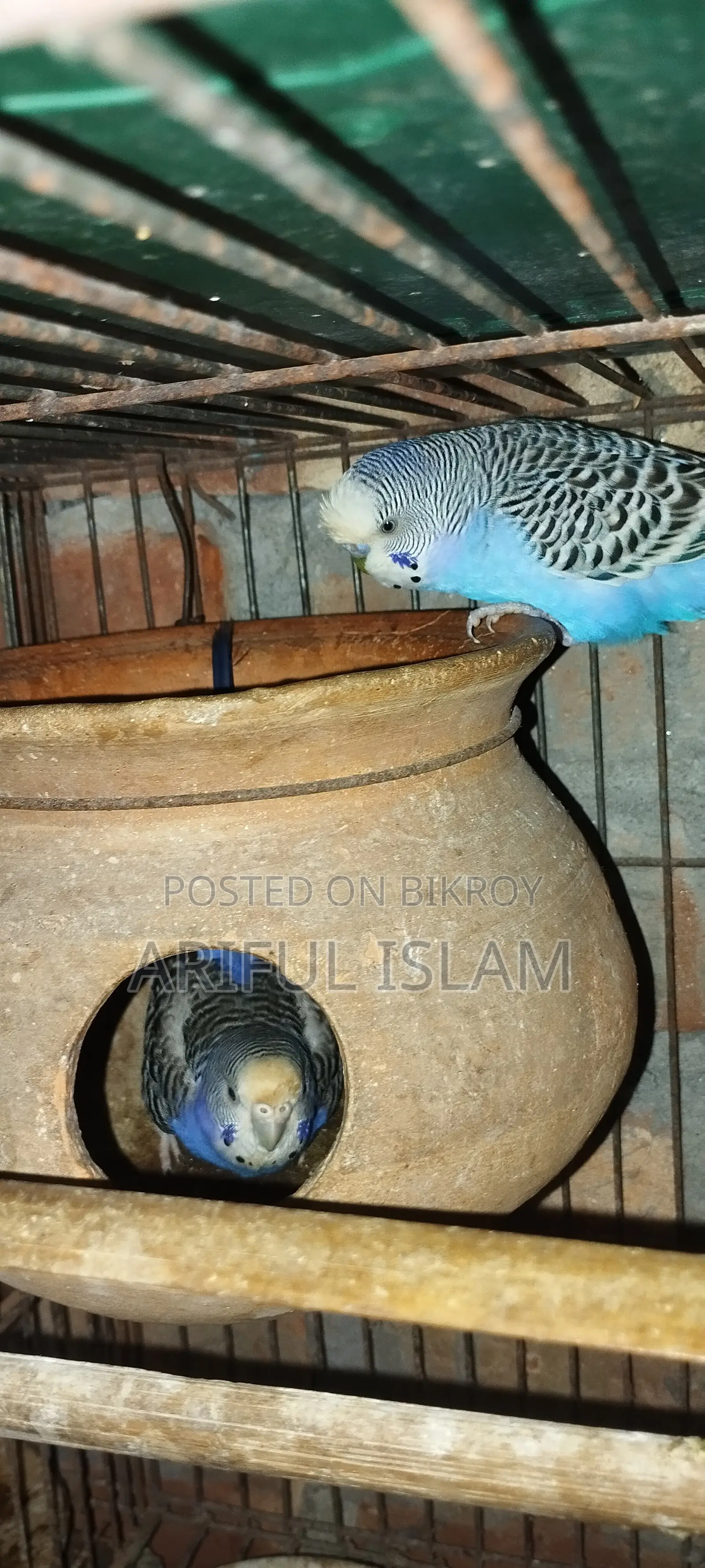 বাজুরিকা পাখি