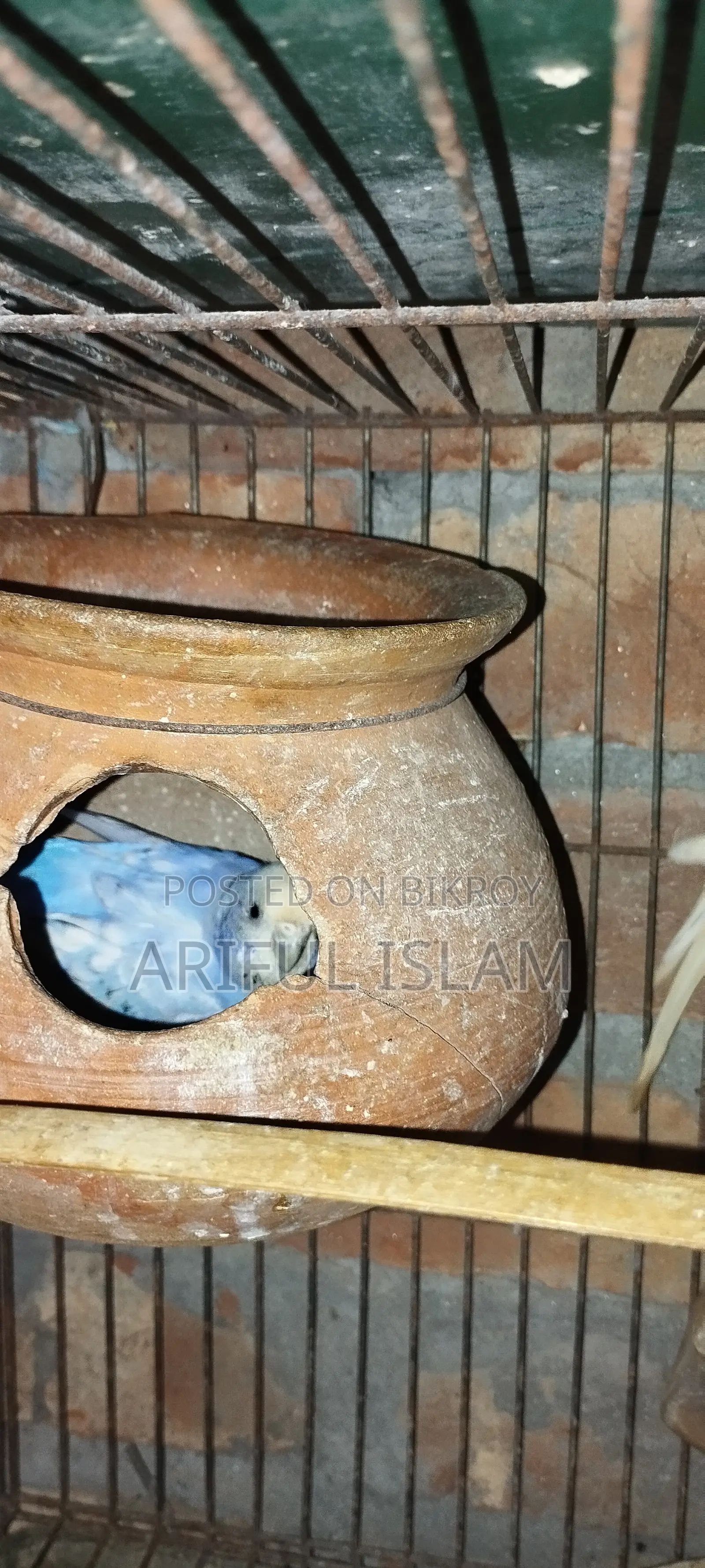 বাজুরিকা পাখি