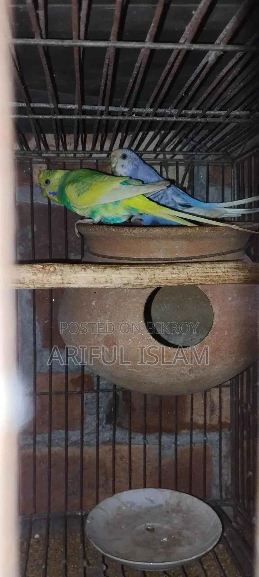 বাজুরিকা পাখি