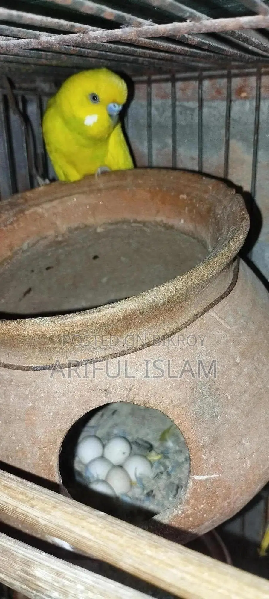 বাজুরিকা পাখি