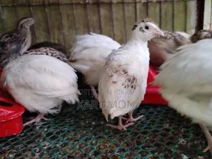 Coturnix Quail Bird