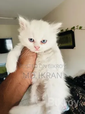 ১-৩ মাসের মেল পিউরব্রেড পার্সিয়ান