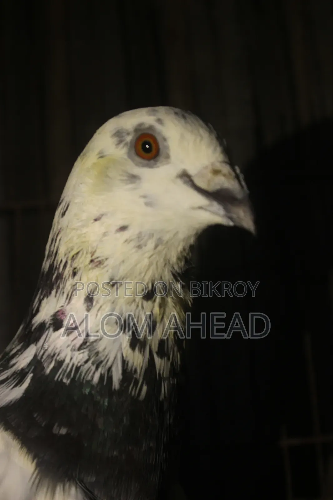 Girizel Huma Male Pigeon