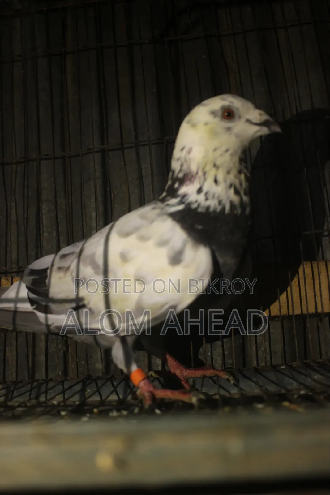 Girizel Huma Male Pigeon