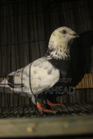 Girizel Huma Male Pigeon