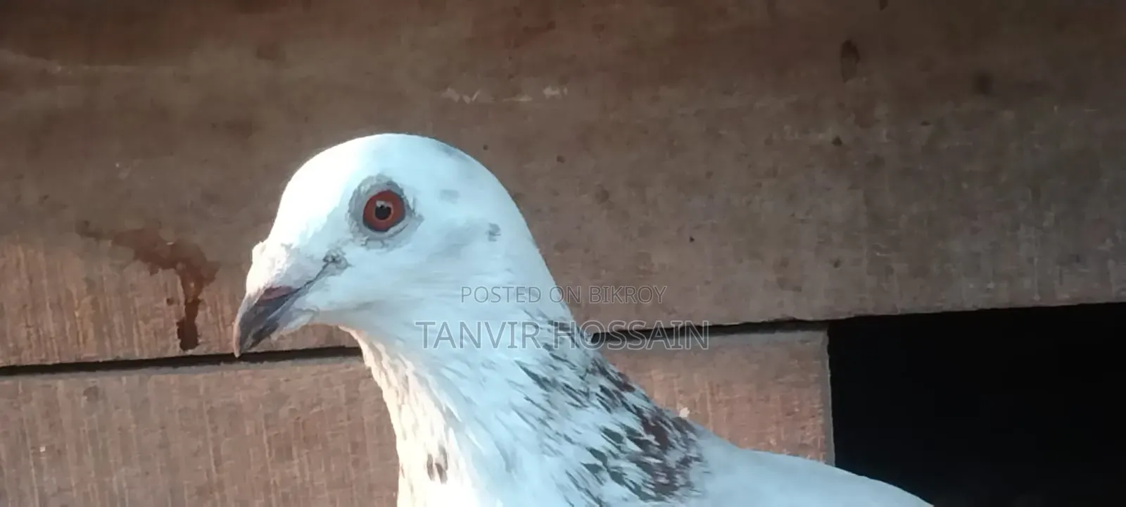 কবুতর বিক্রি