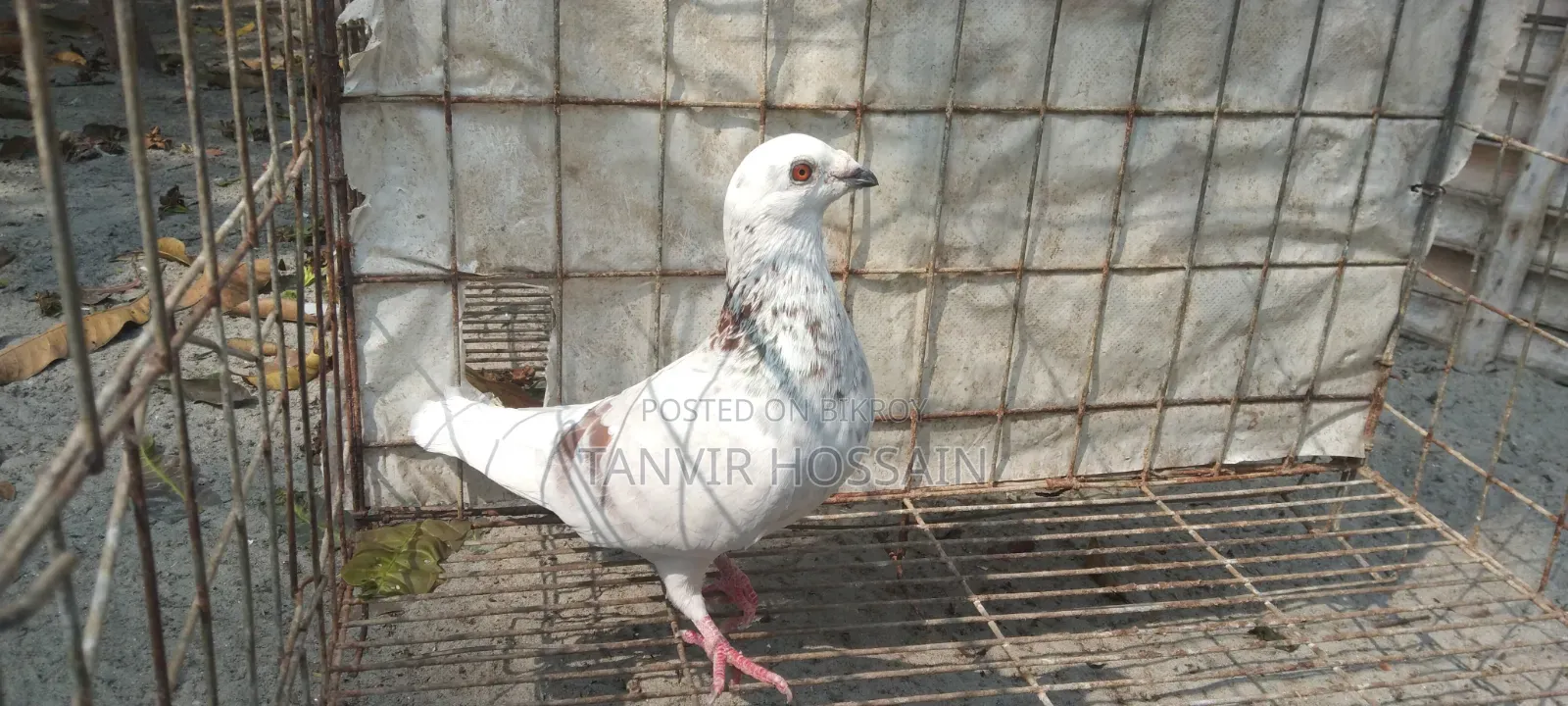 কবুতর বিক্রি
