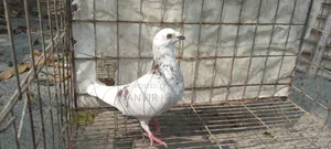 কবুতর বিক্রি