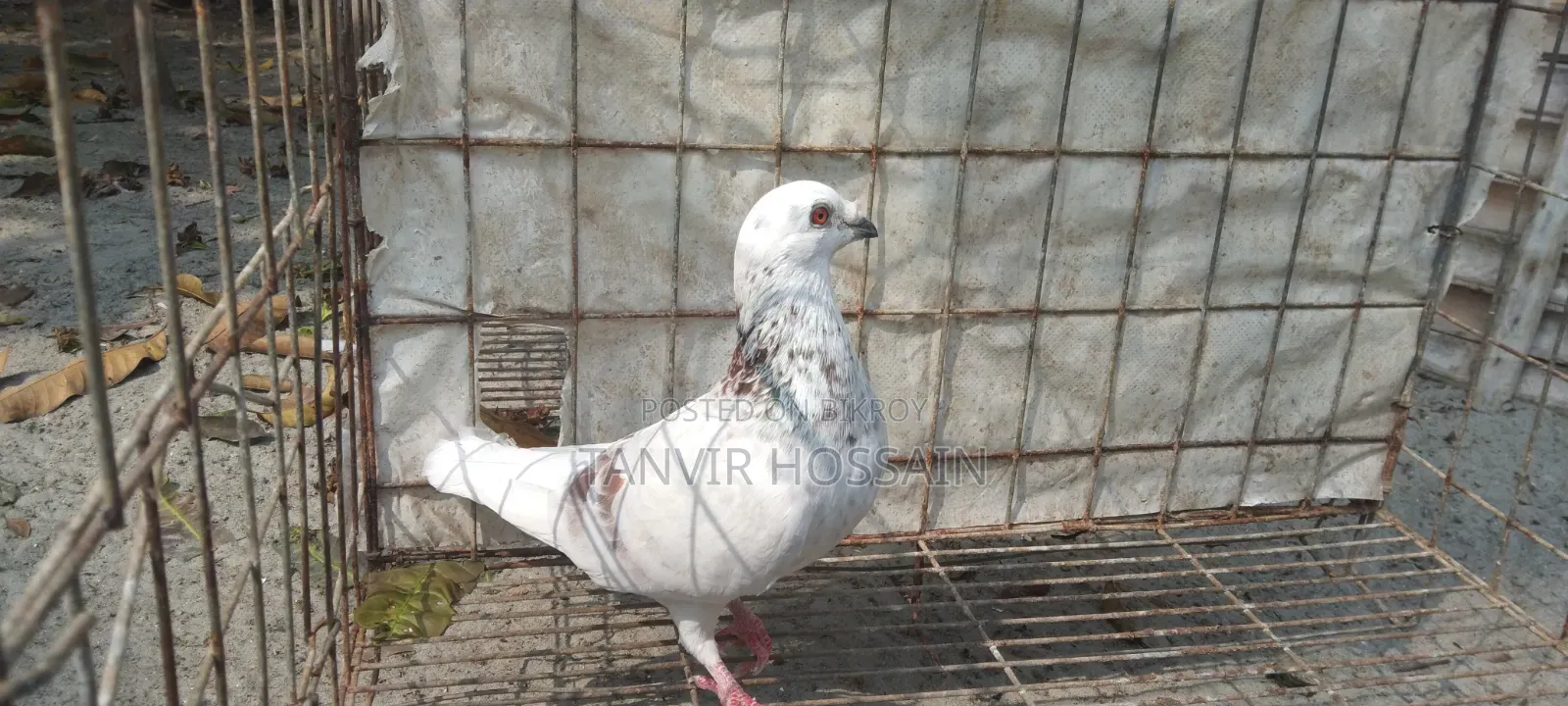 কবুতর বিক্রি