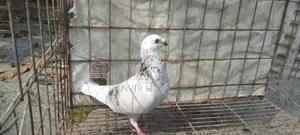 কবুতর বিক্রি