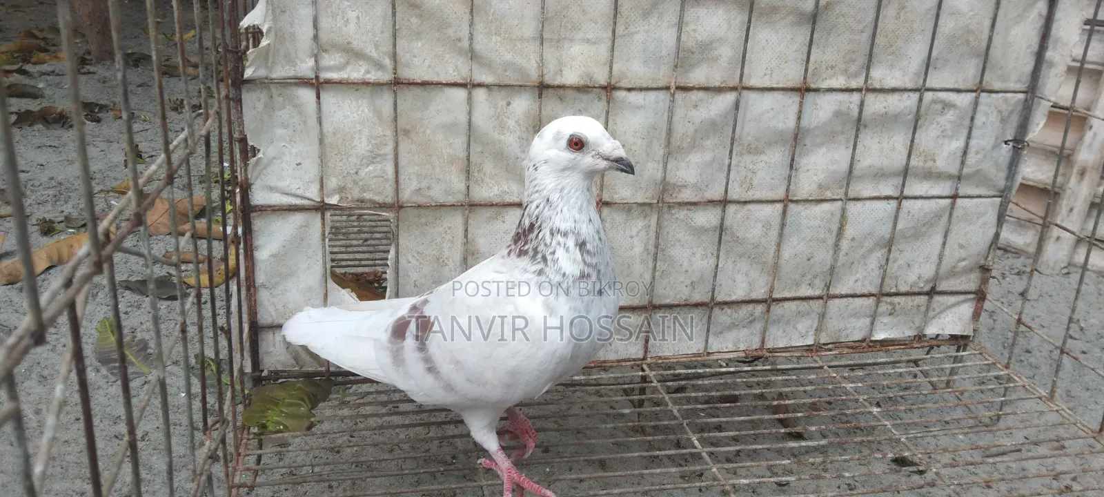 কবুতর বিক্রি