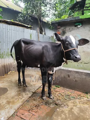 Heifer cow will be sold