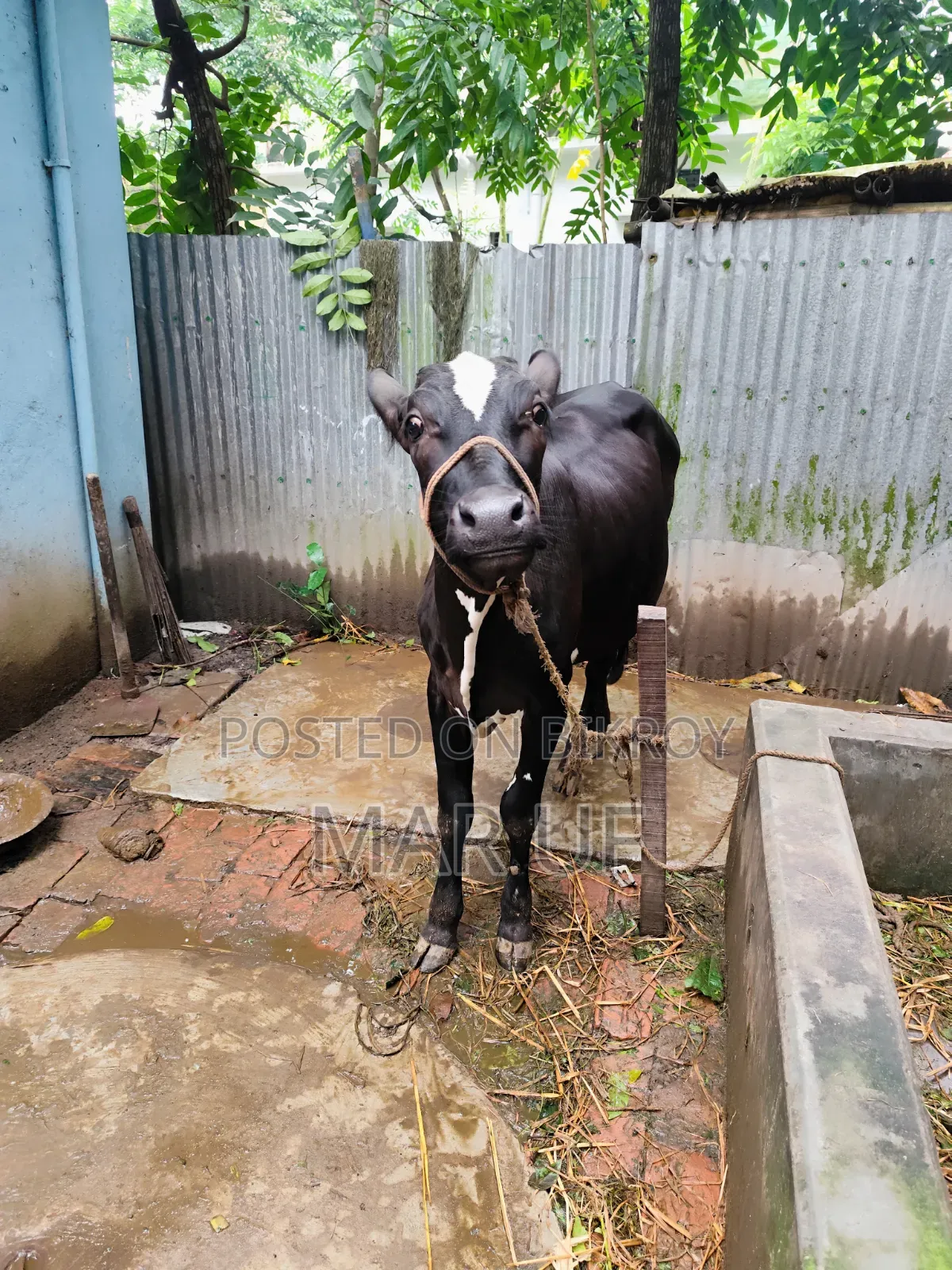 Heifer cow will be sold