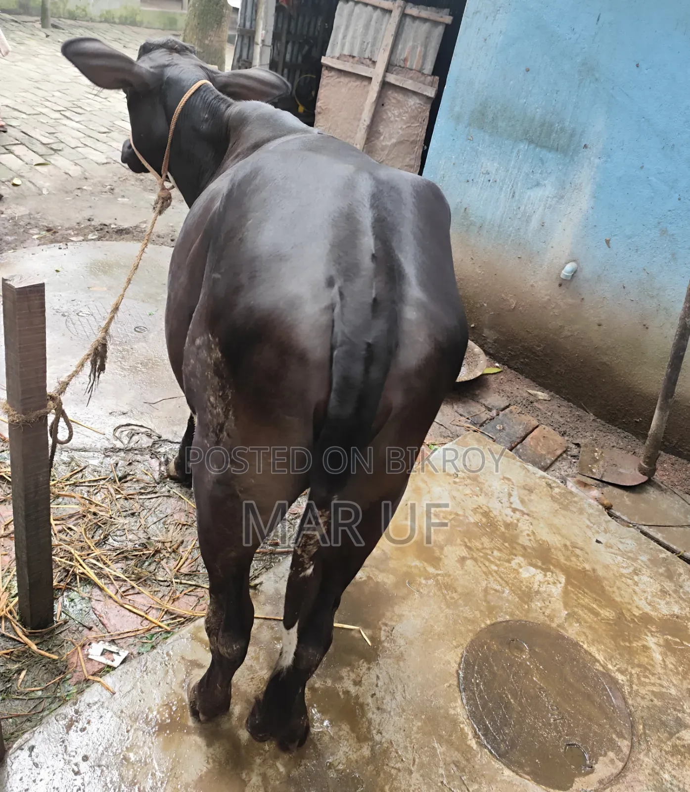 Heifer cow will be sold