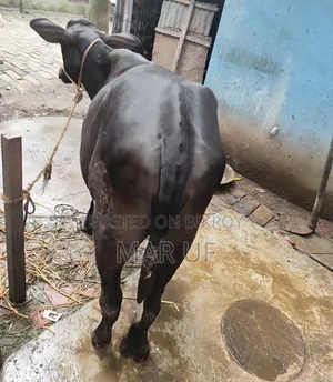Heifer cow will be sold