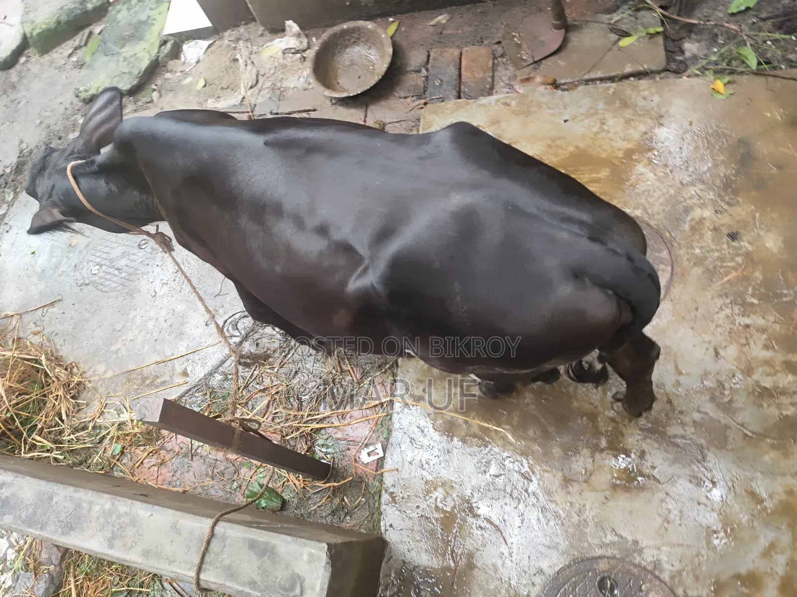 Heifer cow will be sold