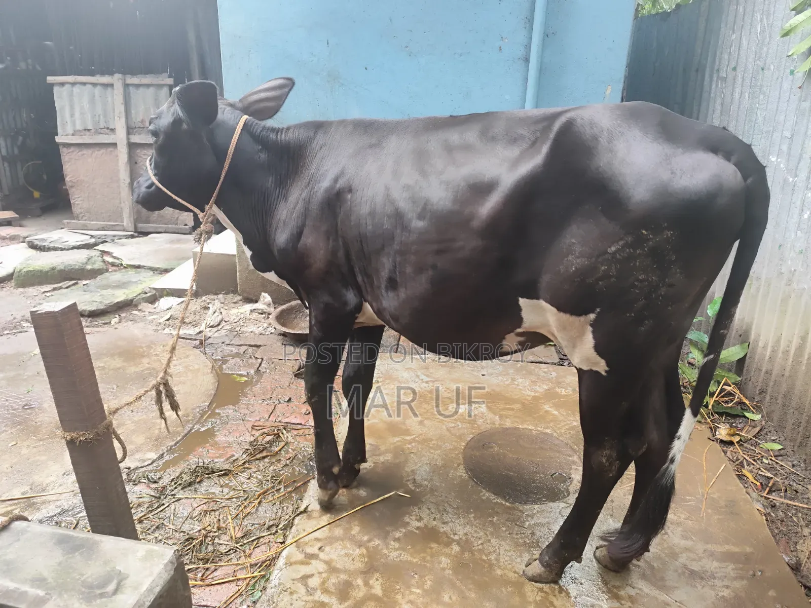 Heifer cow will be sold
