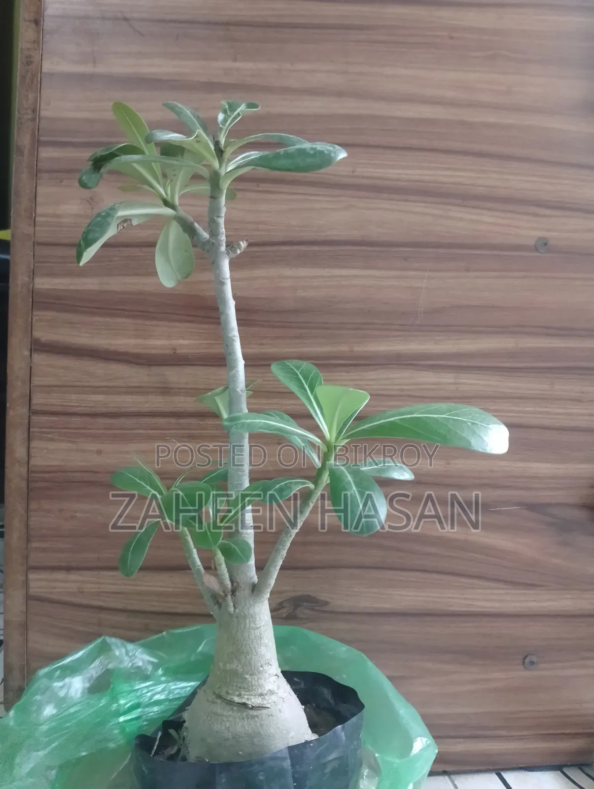 BIG Adenium Plant for Sell. Also Selling Handmade Soil Pot.