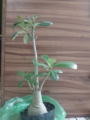 BIG Adenium Plant for Sell. Also Selling Handmade Soil Pot.