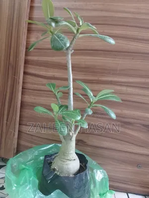 BIG Adenium Plant for Sell. Also Selling Handmade Soil Pot.