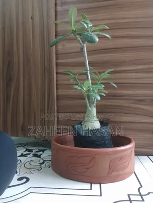 BIG Adenium Plant for Sell. Also Selling Handmade Soil Pot.