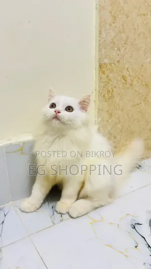 3-6 Months Male Purebred Persian