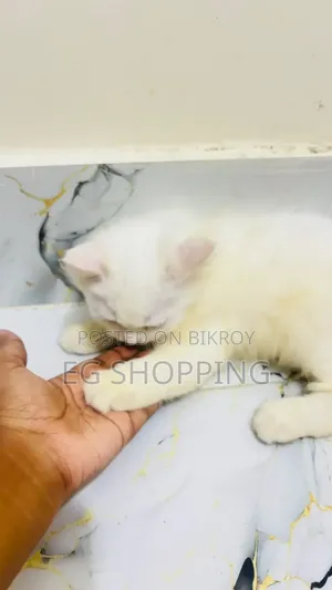 3-6 Months Male Purebred Persian