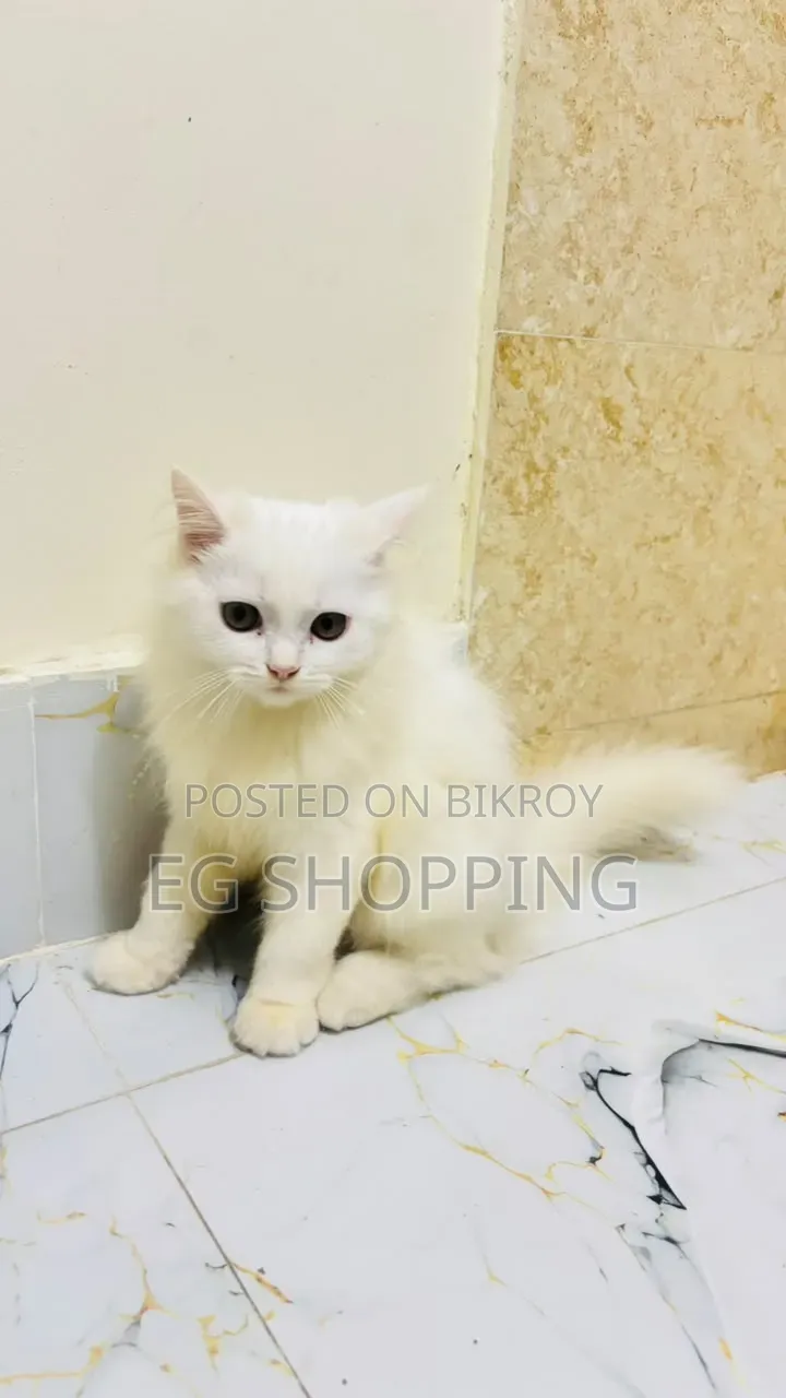 3-6 Months Male Purebred Persian