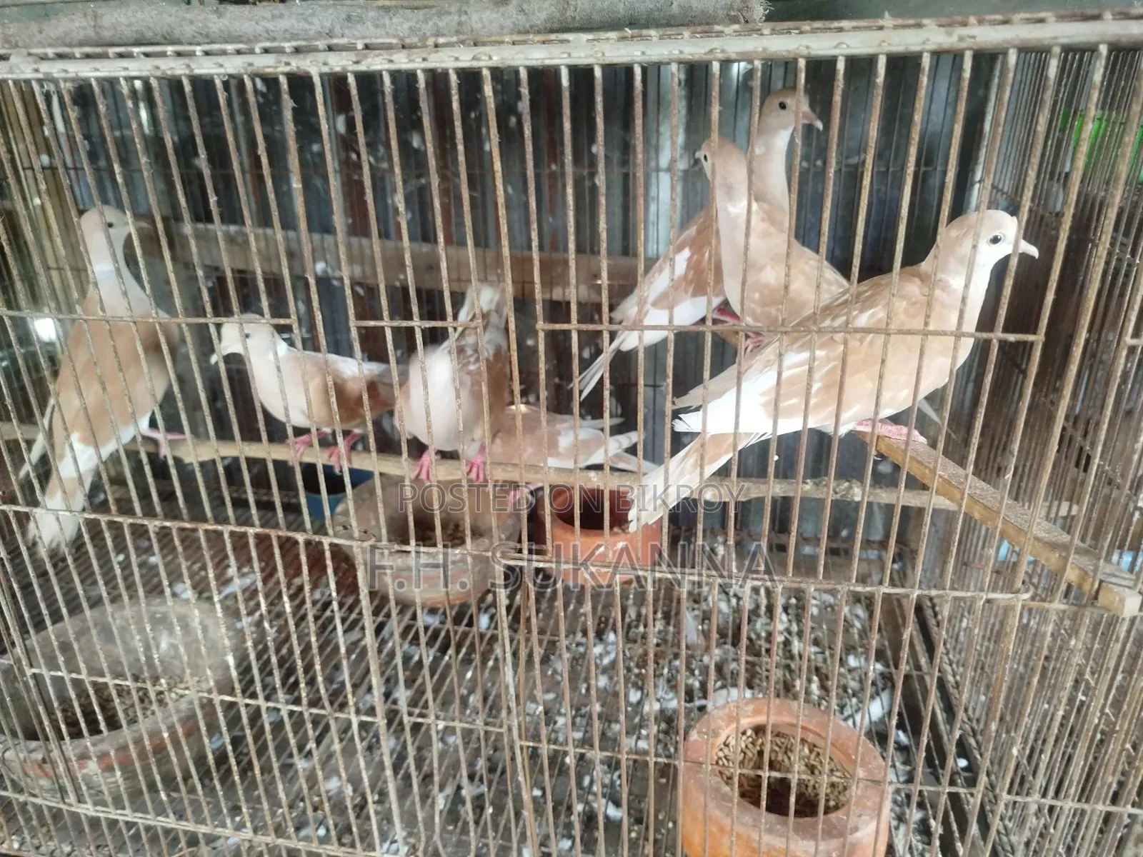 Australian Dove